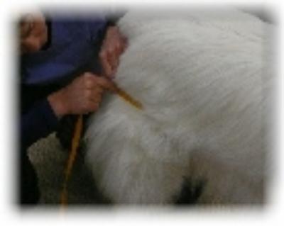 Jennifer Hill Canine Physical Rehabilitation