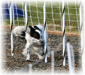 Agility Weave Poles 