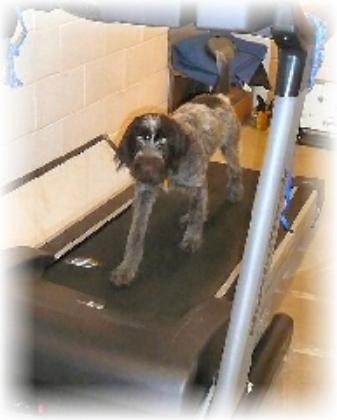Yoda on the tread mill 